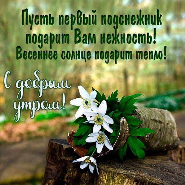 цветок в лесу