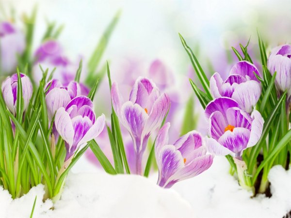 крокус весенний