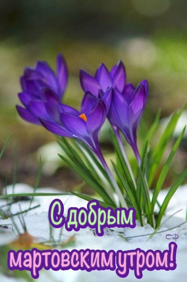 крокус полевой