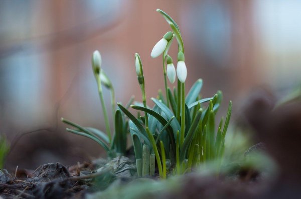 подснежник в лесу