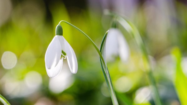 бутон подснежника