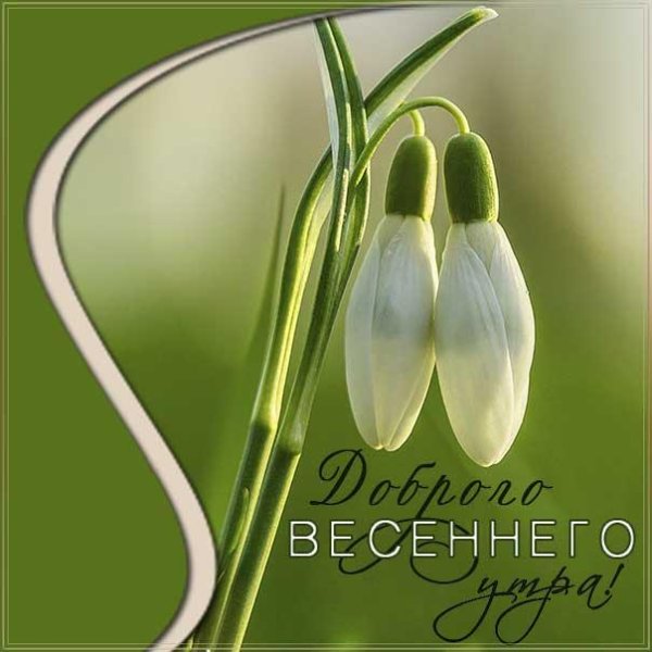 подснежники открытка