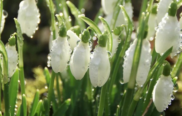 бутон подснежника