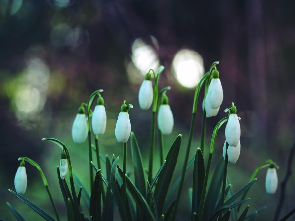 подснежник белый