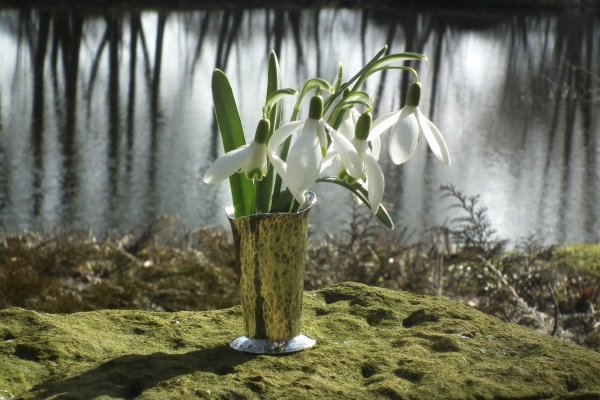подснежник белый