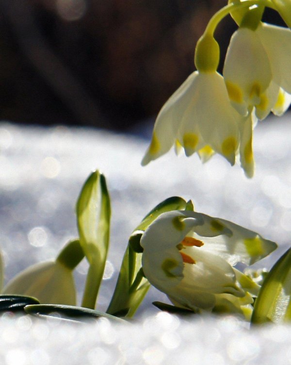 белоцветник vernum