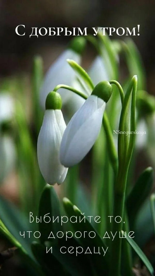 доброго утра весна