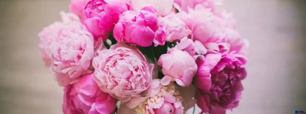 пиона букет