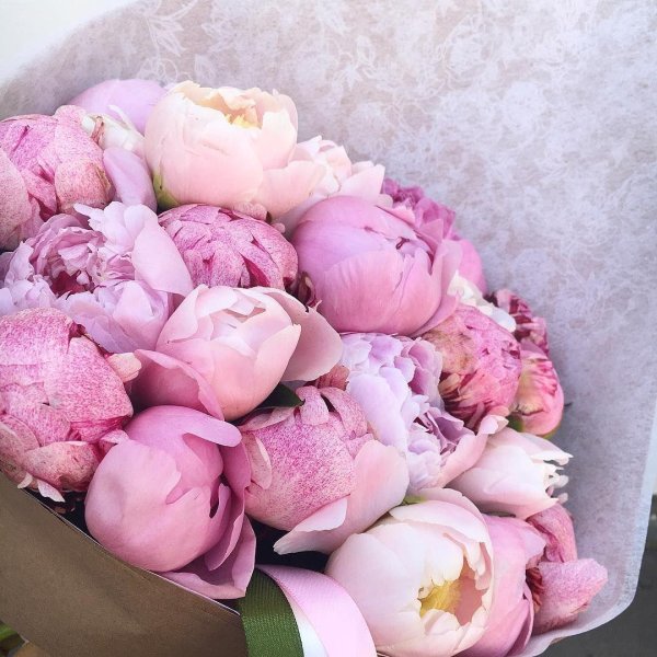 пион магнолия флауэр