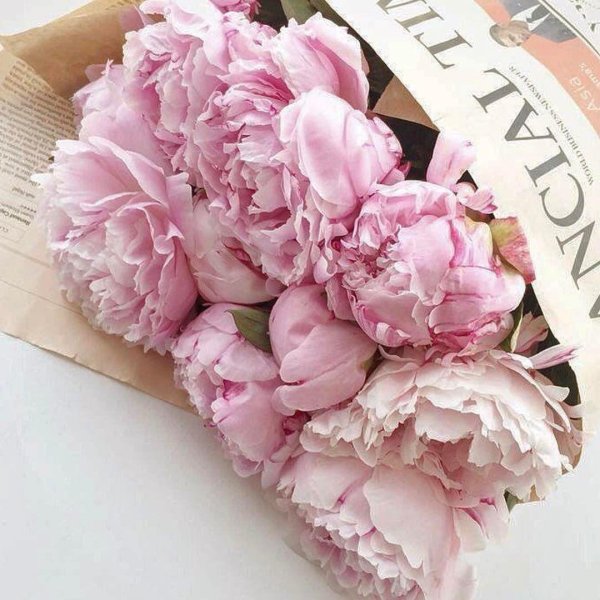 пион одилия