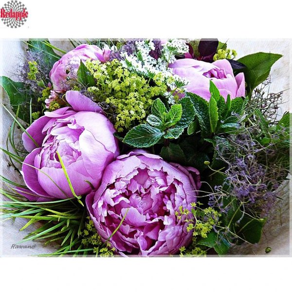 цветок пион