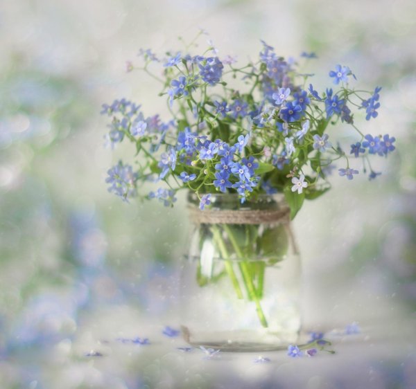 незабудка луговая