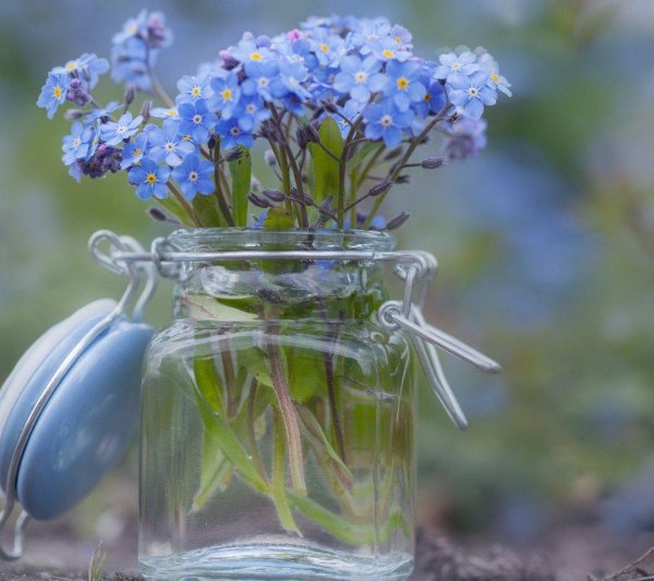 незабудка голубая