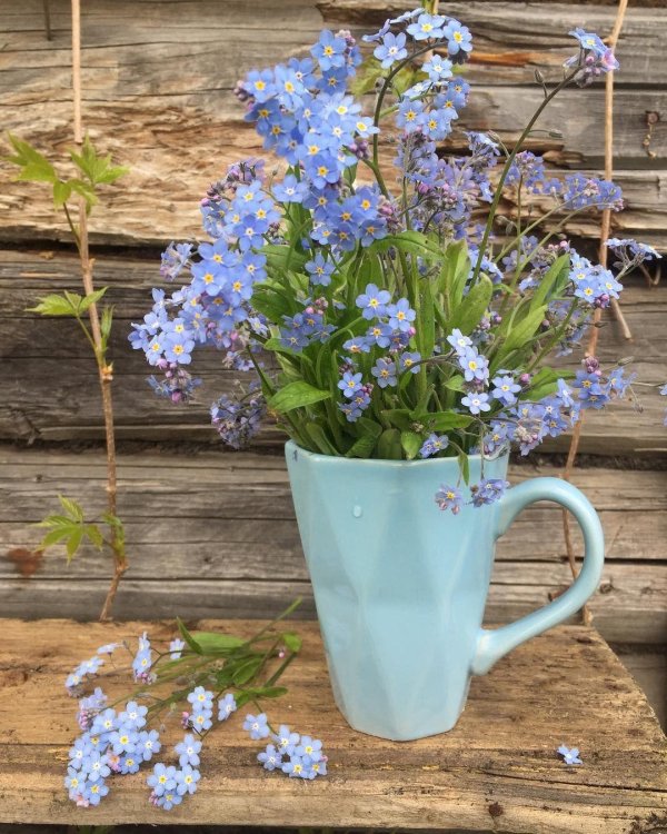 незабудка в горшке