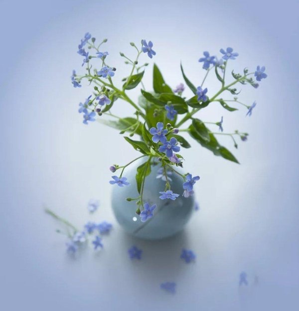 незабудка ультрамарин