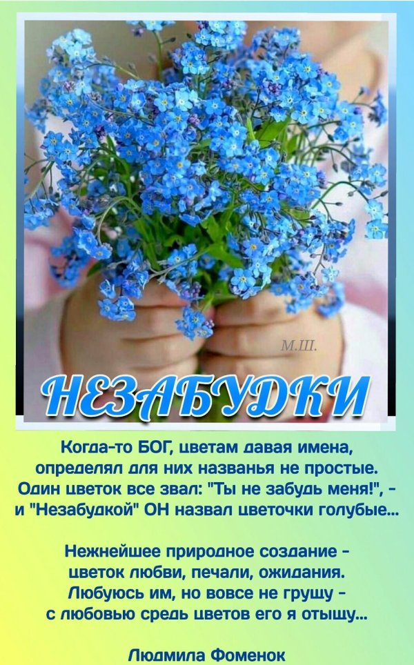 незабудка голубая