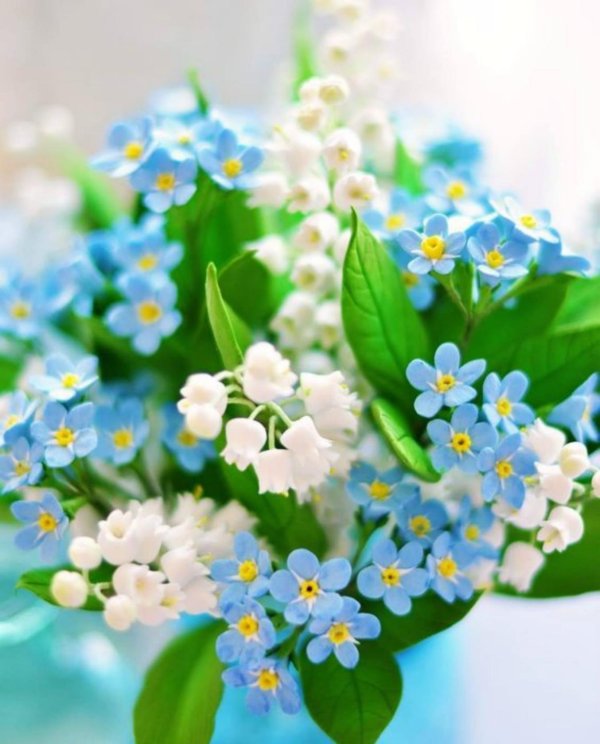 незабудка редкоцветная