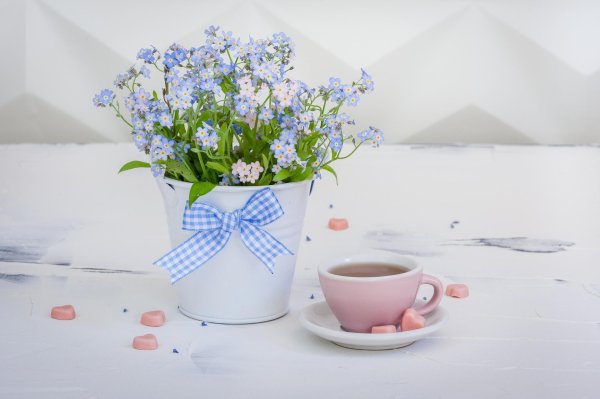 незабудка в горшке