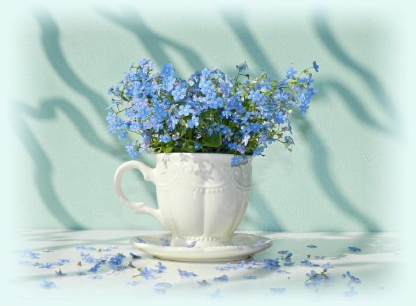 натюрморт с незабудками