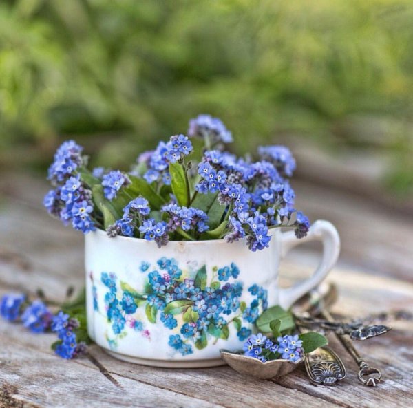 stervella незабудки