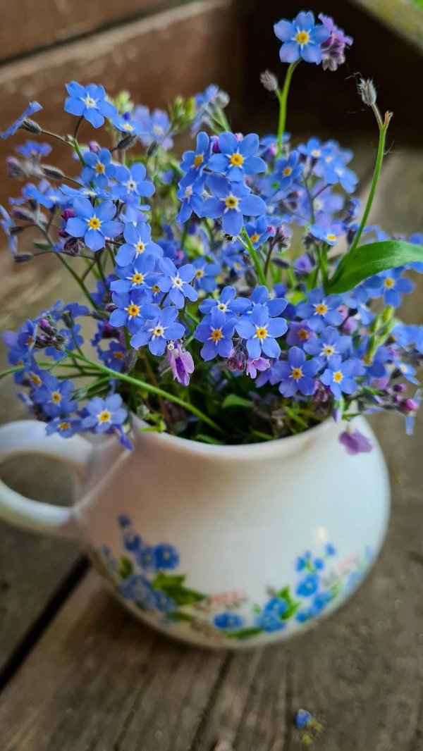 незабудка myosotis myomark