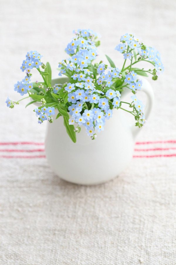 незабудка крупноцветковая