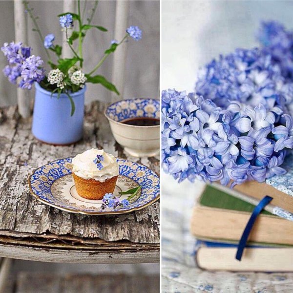 синяя гортензия шульц