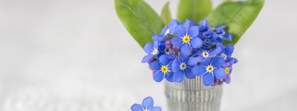 фон с незабудками