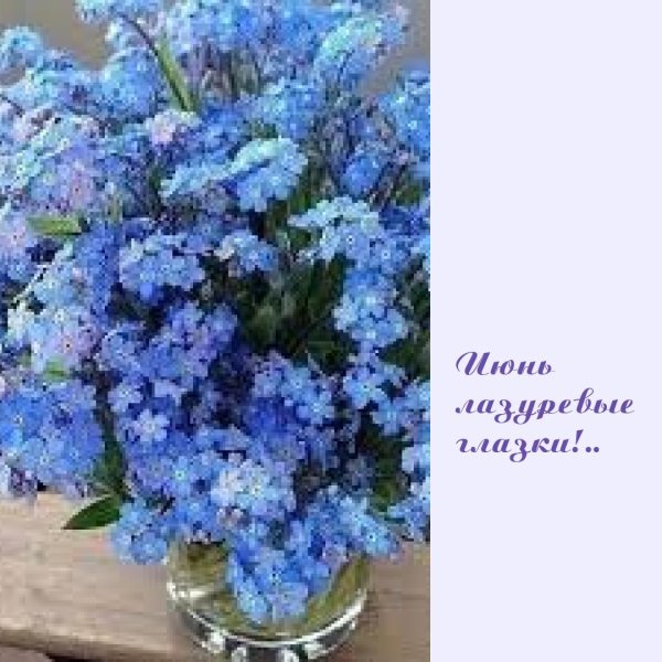 незабудка голубые глазки многолетник