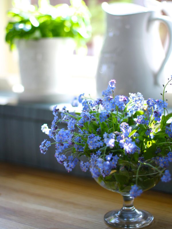 сенполия букет незабудок