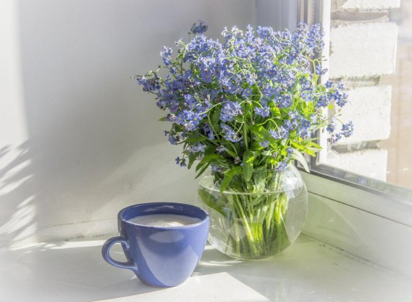 цветы на окне