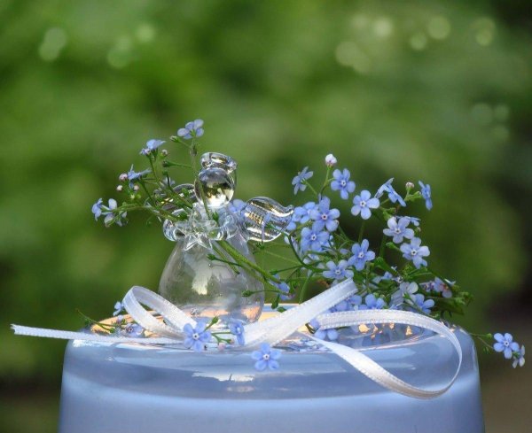 цветы незабудка помпадур