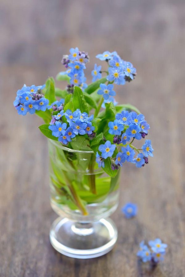 myosotis micrantha
