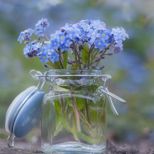 незабудка myosotis myomark