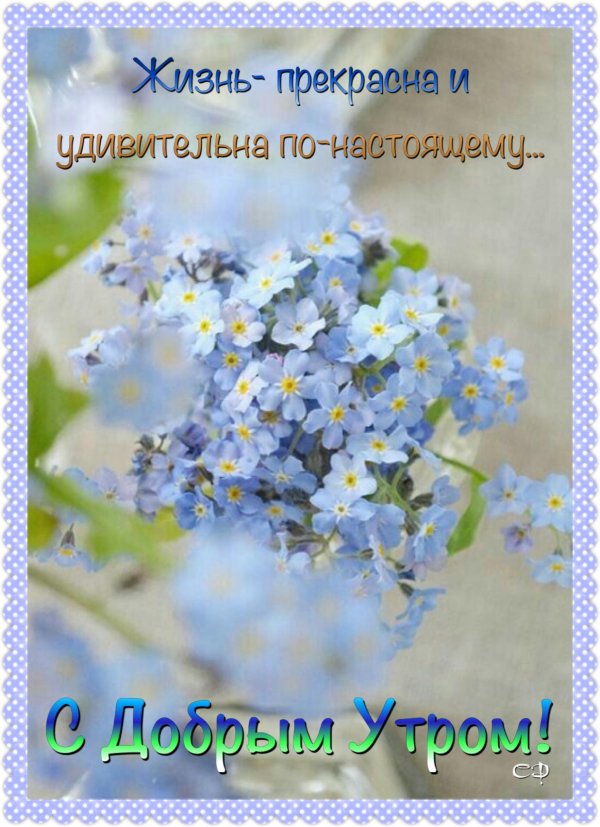 незабудка myosotis myomark