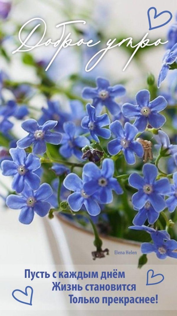 незабудка myosotis myomark