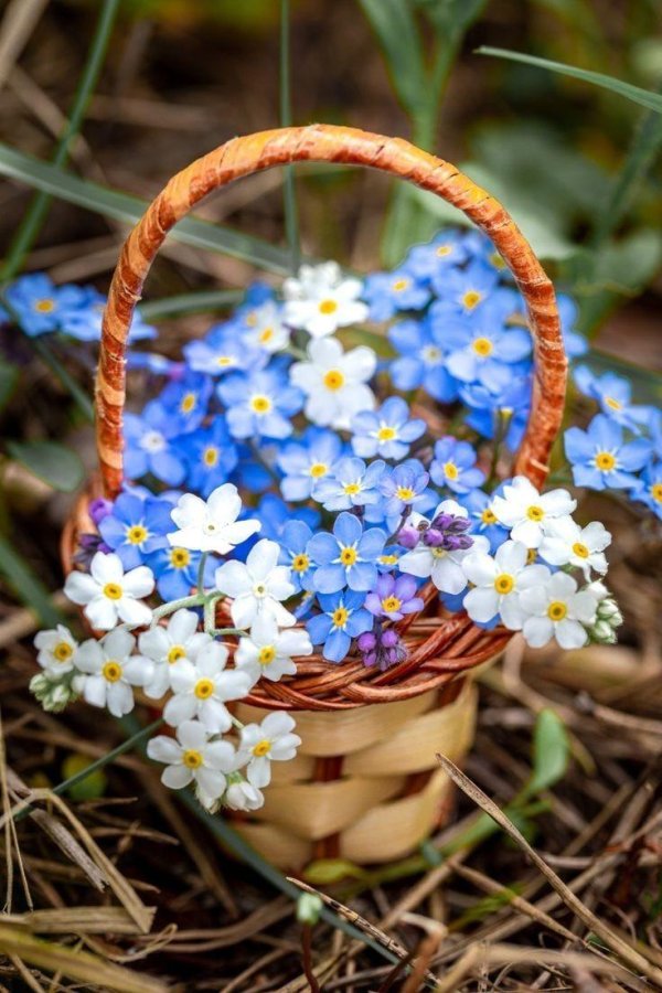 незабудка альпийская myosotis alpestris