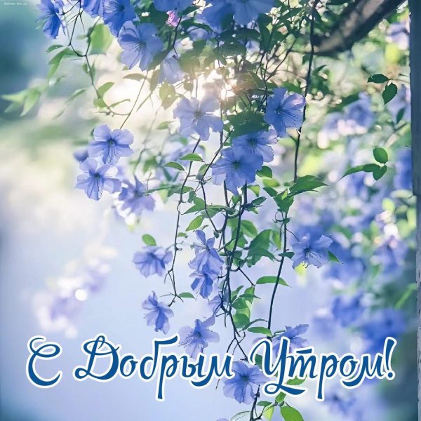 природа с добрым утром