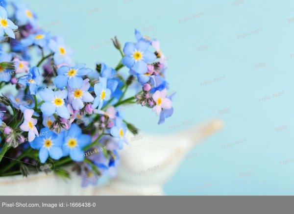 незабудка ультрамарин