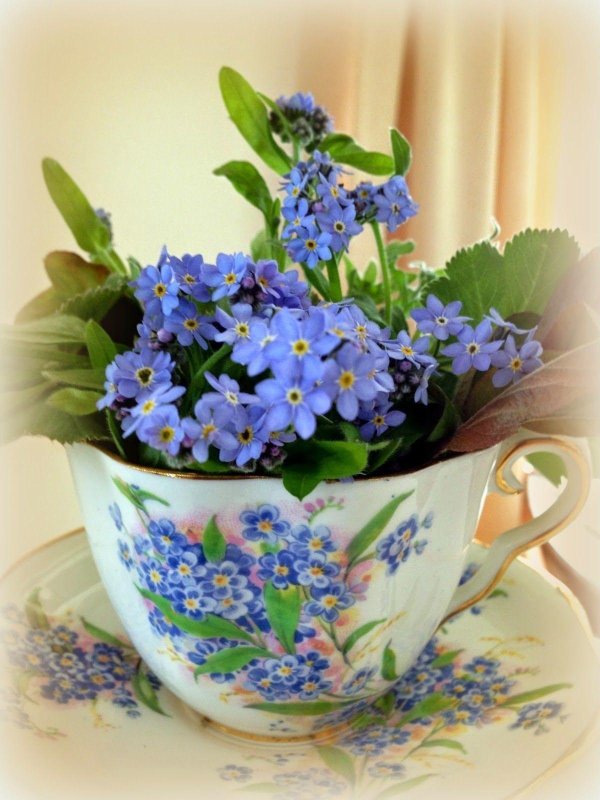 красивые цветы в чашке