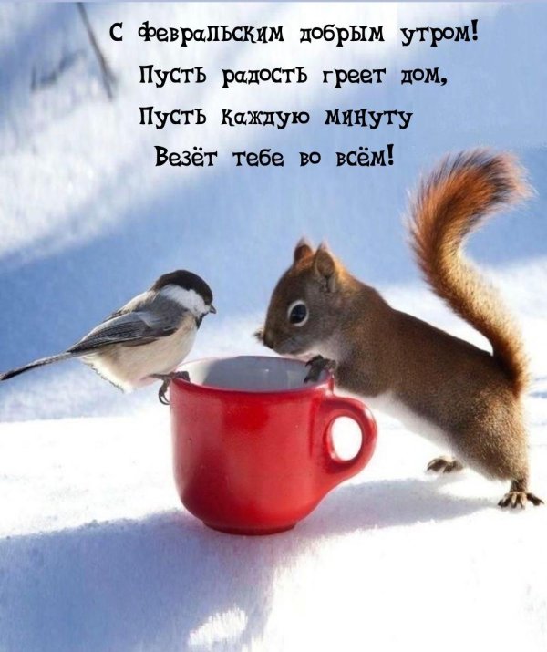 утро животные зима