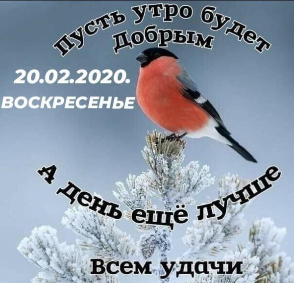 доброе утро снегири