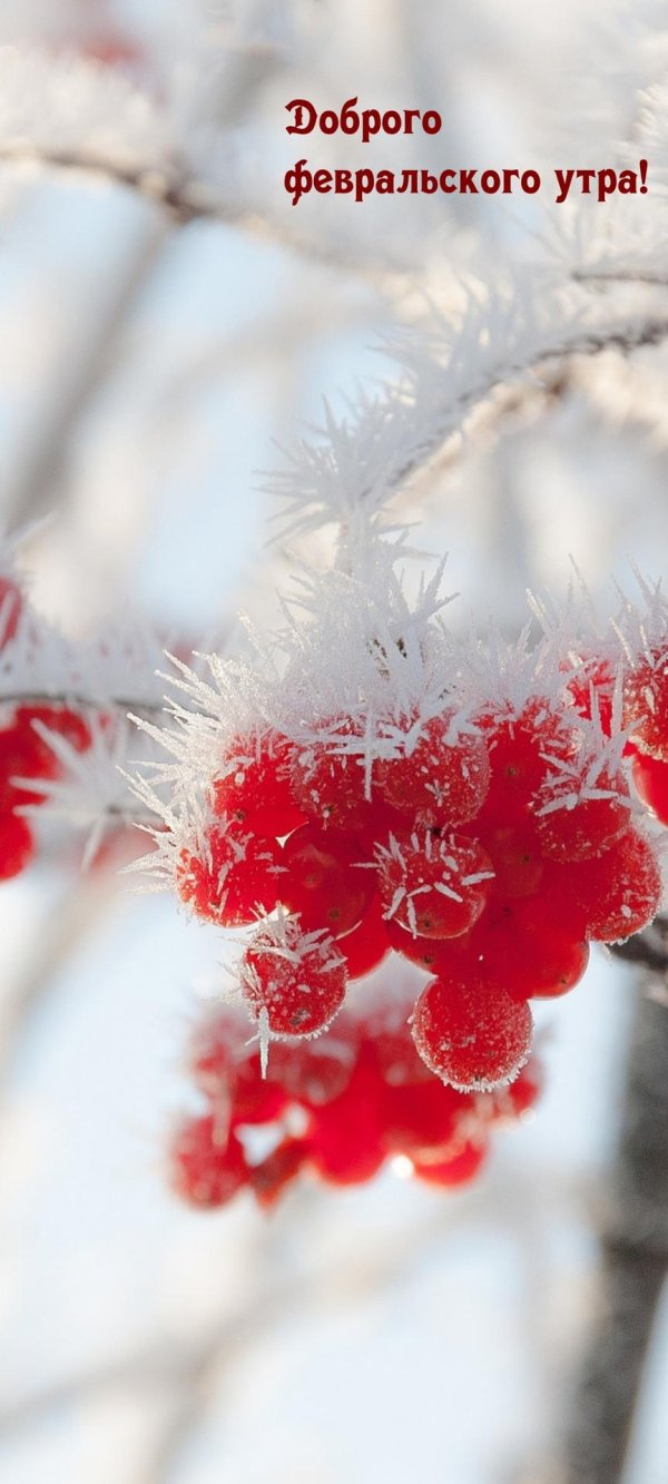 рябина в снегу