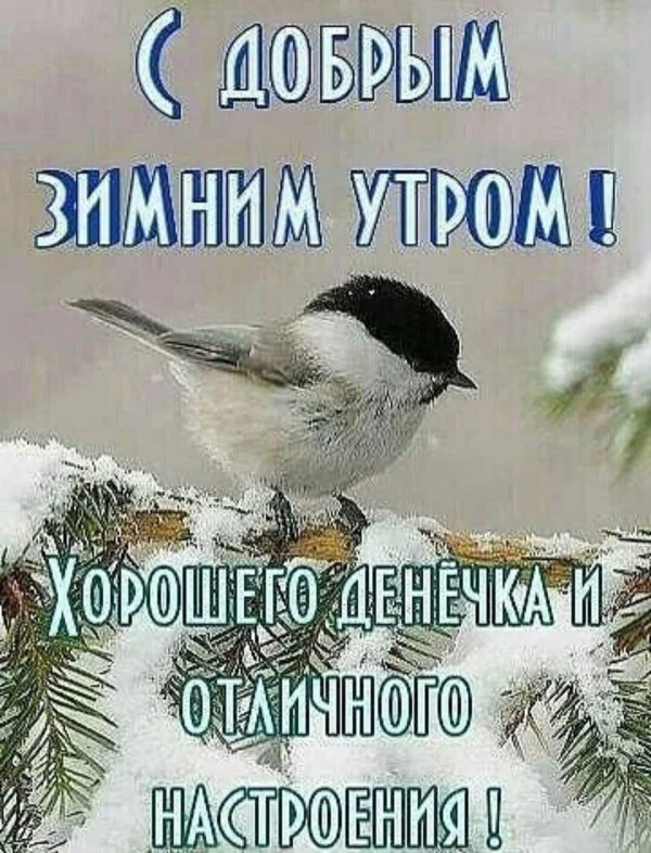 буроголовая гаичка синица