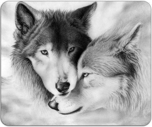 картины волки пара