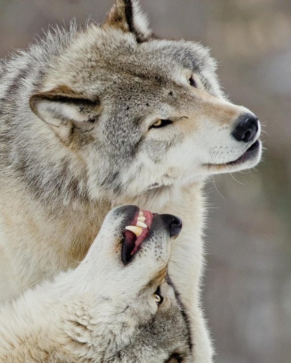 Доброе утро с волком