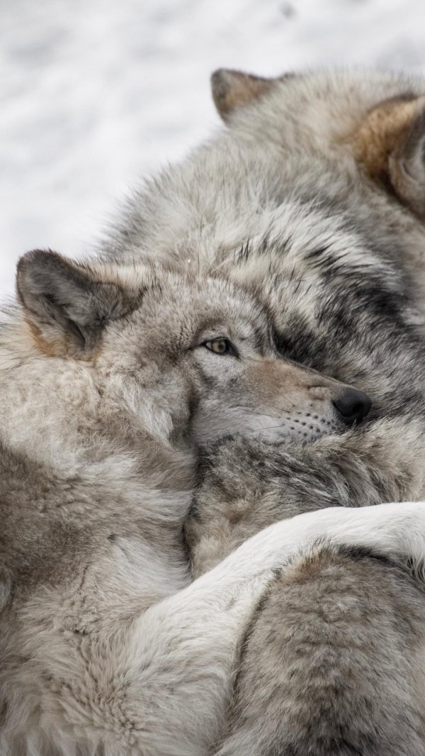 влюбленные волки