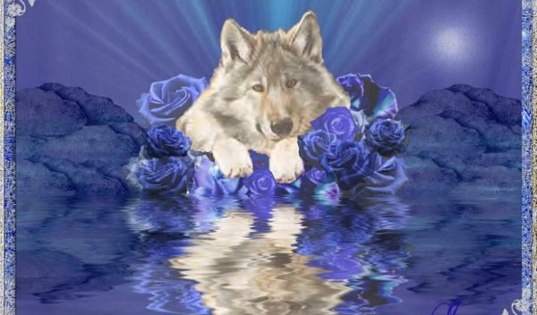 открытка с волком