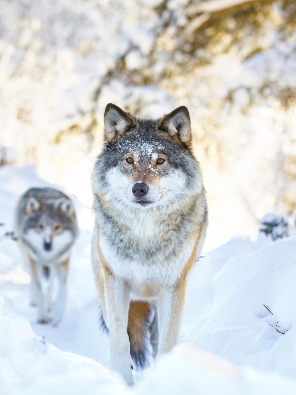 волки зимой