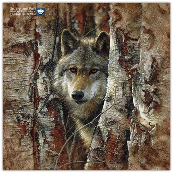 коллин богл картины